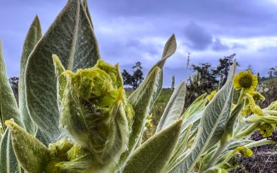 Comunicación comunitaria para la conservación